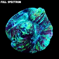 Bild zu MM Trachyphyllia 