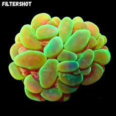 Bild zu MM Plerogyra sinuosa x-green S/M (Originalfoto)