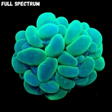 Bild zu MM Plerogyra sinuosa x-green S/M (Originalfoto)