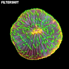 Bild zu MM Fungia sp. 