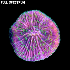 Bild zu MM Fungia sp. 