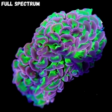 Bild zu MM Fimbriaphyllia (Euphyllia) ancora -ultra bicolor- Ableger #2317 (Originalfoto)