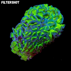 Bild zu MM Fimbriaphyllia (Euphyllia) ancora -ultra bicolor- Ableger #2317 (Originalfoto)