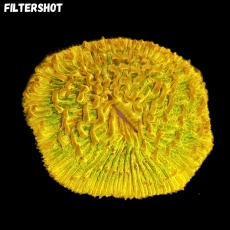 Bild zu MM Fungia sp. 