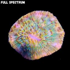 Bild zu MM Fungia sp. 