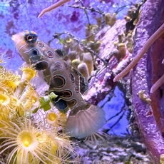 Bild zu Synchiropus picturatus - LSD-Leierfisch/Weibchen Handverlesen Futterfest aus der Korallenanlage (Originalfoto)