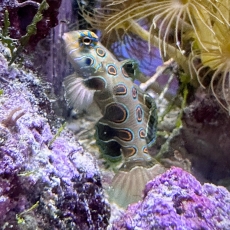 Bild zu Synchiropus picturatus - LSD-Leierfisch/Weibchen Handverlesen Futterfest aus der Korallenanlage (Originalfoto)
