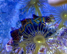 Bild zu Synchiropus splendidus Weibchen / handverlesen futterfest aus der Korallenanlage (Originalfoto)