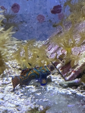 Bild zu Synchiropus splendidus Weibchen / handverlesen futterfest aus der Korallenanlage (Originalfoto)