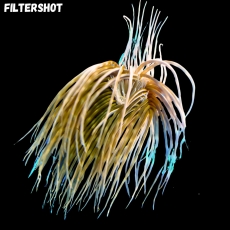 Bild zu Cerianthus filiformis - Filigrane Zylinderrose -special color - LARGE -