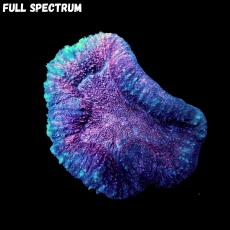 Bild zu MM Lobophyllia sp. redish #1004 (Originalfoto)