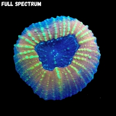 Bild zu MM Lobophyllia sp. 