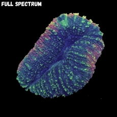 Bild zu MM Lobophyllia sp. 