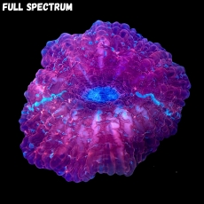 Bild zu MM Acanthophyllia deshayesiana x-red (Originalfoto)