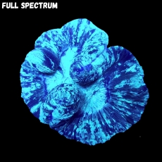 Bild zu MM Trachyphyllia sprinkled (Originalfoto)