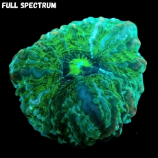 Bild zu MM Acanthophyllia deshayesiana green striped (Originalfoto)