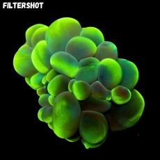 Bild zu MM Plerogyra sinuosa 