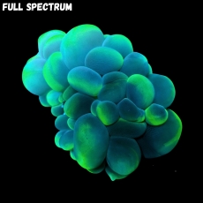 Bild zu MM Plerogyra sinuosa 