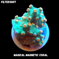 Bild zu MM Magnetic Cyphastrea microphthalma 