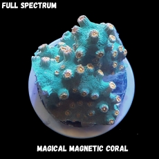 Bild zu MM Magnetic Cyphastrea microphthalma 