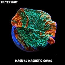 Bild zu MM Magnetic Montipora foliosa grafted (Originalfoto)