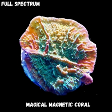 Bild zu MM Magnetic Montipora foliosa grafted (Originalfoto)