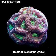 Bild zu MM Magnetic Goniastrea ultra (Originalfoto)