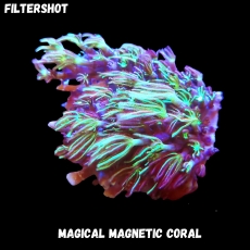 Bild zu MM Magnetic Clavularia spp. (Originalfoto)