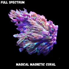 Bild zu MM Magnetic Clavularia spp. (Originalfoto)