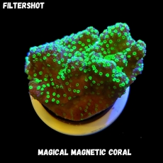 Bild zu MM Magnetic Montipora australiensis/hoffmeisteri (Originalfoto)