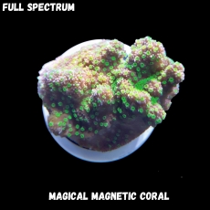 Bild zu MM Magnetic Montipora australiensis/hoffmeisteri (Originalfoto)