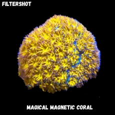 Bild zu MM Magnetic Leptastrea purpurea (Originalfoto)