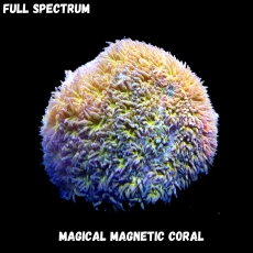 Bild zu MM Magnetic Leptastrea purpurea (Originalfoto)