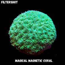 Bild zu MM Magnetic Leptastrea sp. green (Originalfoto)