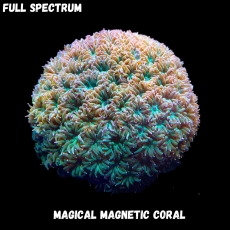 Bild zu MM Magnetic Leptastrea sp. green (Originalfoto)