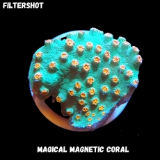 Bild zu MM Magnetic Cyphastrea microphthalma 