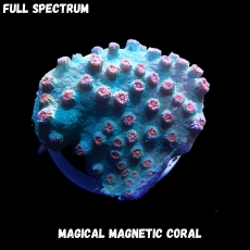 Bild zu MM Magnetic Cyphastrea microphthalma 
