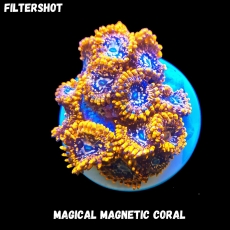Bild zu MM Magnetic Zoanthus 