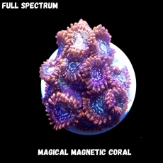 Bild zu MM Magnetic Zoanthus 