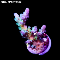 Bild zu SciReef Acropora austera Grade 1