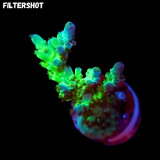 Bild zu SciReef Acropora austera Grade 1