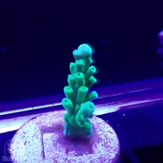 Bild zu SciReef Acropora austera Grade 1