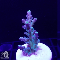 Bild zu SciReef Acropora austera Grade 1