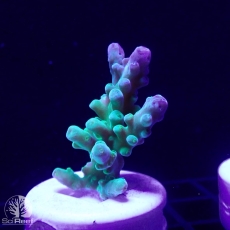 Bild zu SciReef Acropora austera Grade 1
