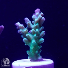 Bild zu SciReef Acropora austera Grade 1