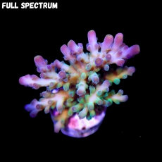 Bild zu SciReef Acropora austera Grade 2