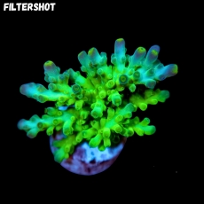 Bild zu SciReef Acropora austera Grade 2