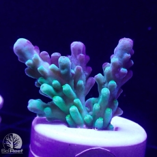 Bild zu SciReef Acropora austera Grade 2