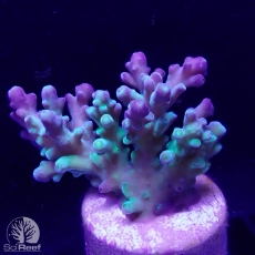Bild zu SciReef Acropora austera Grade 2