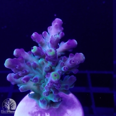 Bild zu SciReef Acropora austera Grade 2